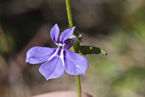 Lobelia amoena #6